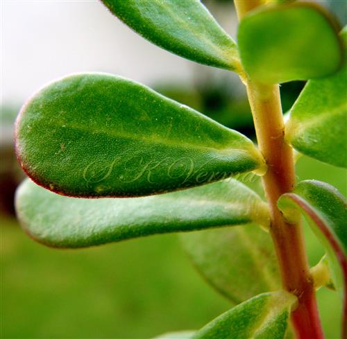  Leaves